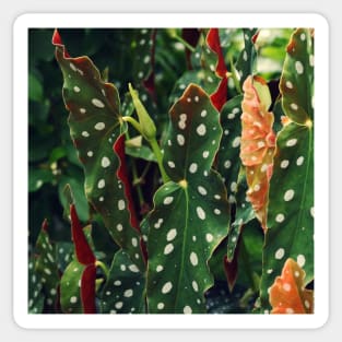 Begonia Polka Dot Plant in garden Sticker